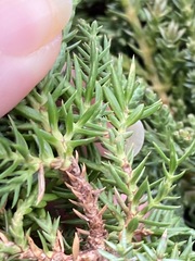 Juniperus procumbens