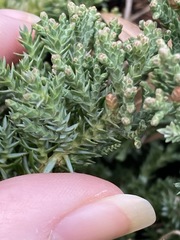 Juniperus procumbens