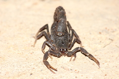 Parabuthus transvaalicus