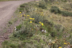 Berkheya cirsiifolia
