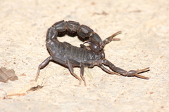 Parabuthus transvaalicus