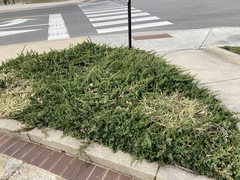 Juniperus rigida conferta