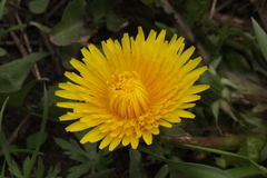 Taraxacum officinale