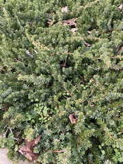 Juniperus rigida conferta