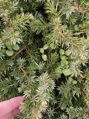 Juniperus rigida conferta