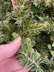 Juniperus rigida conferta