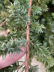Juniperus rigida conferta