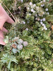 Juniperus rigida conferta
