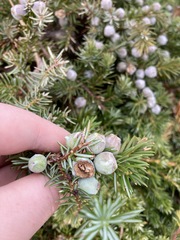 Juniperus rigida conferta