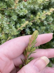 Juniperus rigida conferta