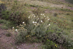Berkheya cirsiifolia