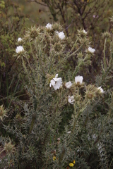 Berkheya cirsiifolia
