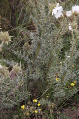 Berkheya cirsiifolia