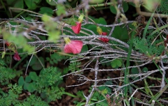 Oxalis bowiei
