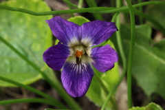 Viola odorata