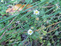 Felicia cymbalariae