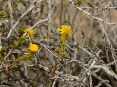 Senecio uspallatensis