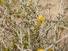 Senecio uspallatensis