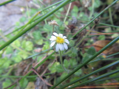 Felicia cymbalariae
