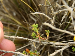 Senecio uspallatensis