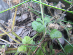 Felicia cymbalariae
