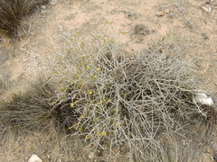 Senecio uspallatensis