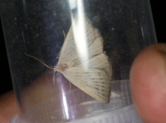 Macrochilo cribrumalis