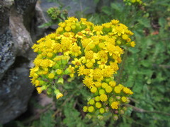 Senecio variifolius