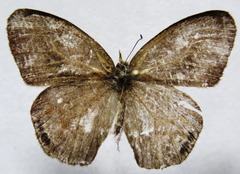 Cyllopsis pephredo