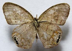 Cyllopsis pephredo