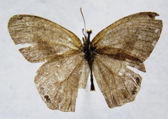 Cyllopsis pephredo