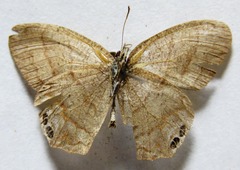 Cyllopsis pephredo