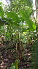 Heliconia uxpanapensis