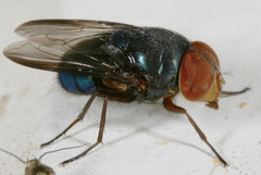 Chloroprocta idioidea