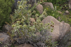 Berkheya cirsiifolia