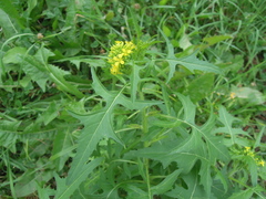 Sisymbrium loeselii