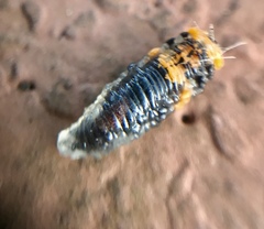 Ocyptamus gastrostactus