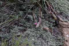 Indigofera burchellii