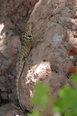 Sceloporus hunsakeri