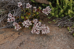 Crassula natalensis