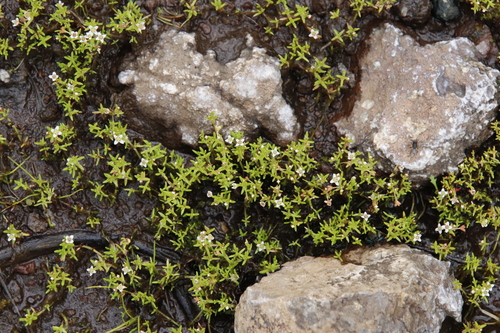 Crassula gemmifera