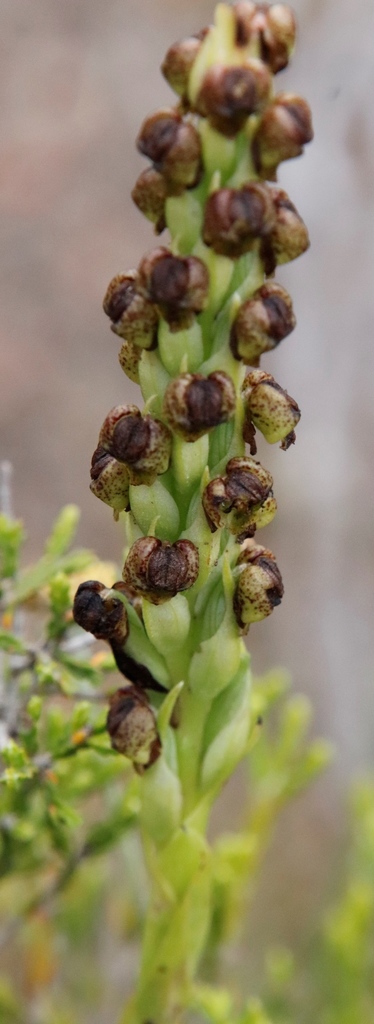 Corycium dracomontanum