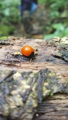 Aegithus clavicornis