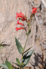 Penstemon superbus