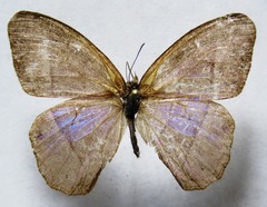 Amiga arnaca sericeella