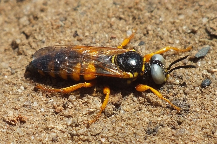 Palarus variegatus