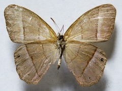 Amiga arnaca sericeella