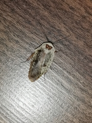 Gyna caffrorum