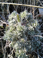 Artemisia pedemontana