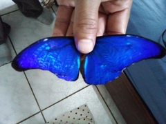 Morpho rhetenor